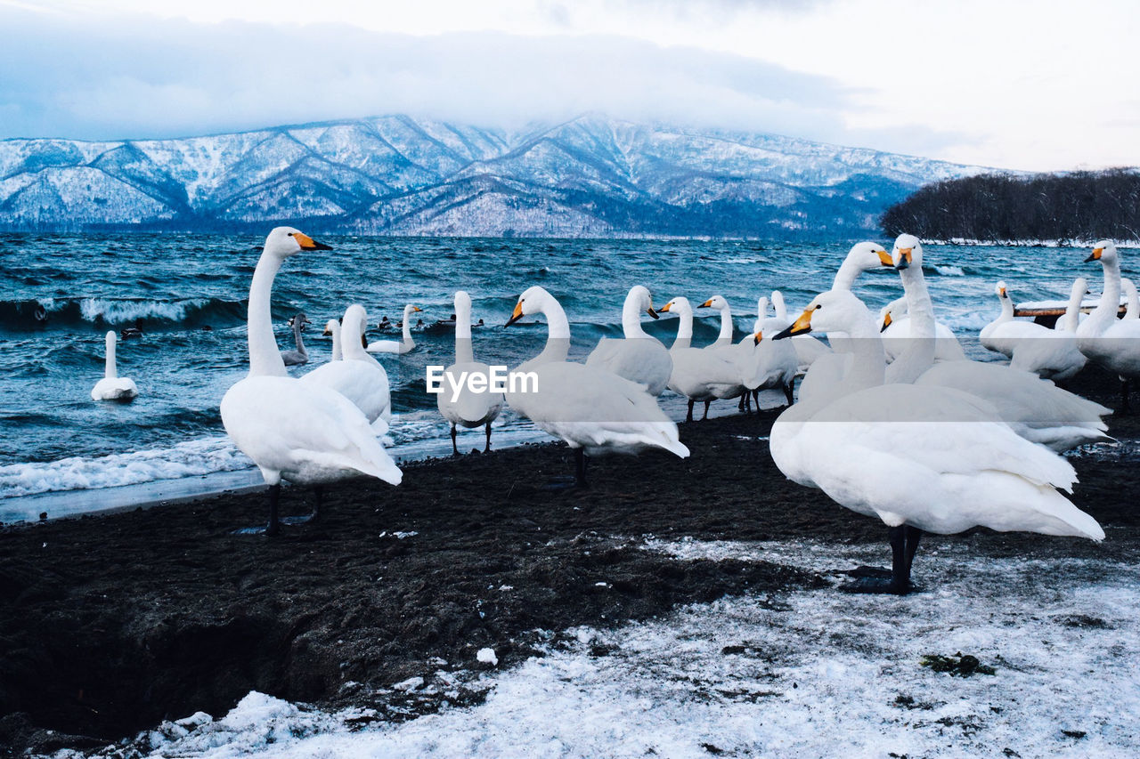 White swans by lake against snow covered mountains and sky during winter