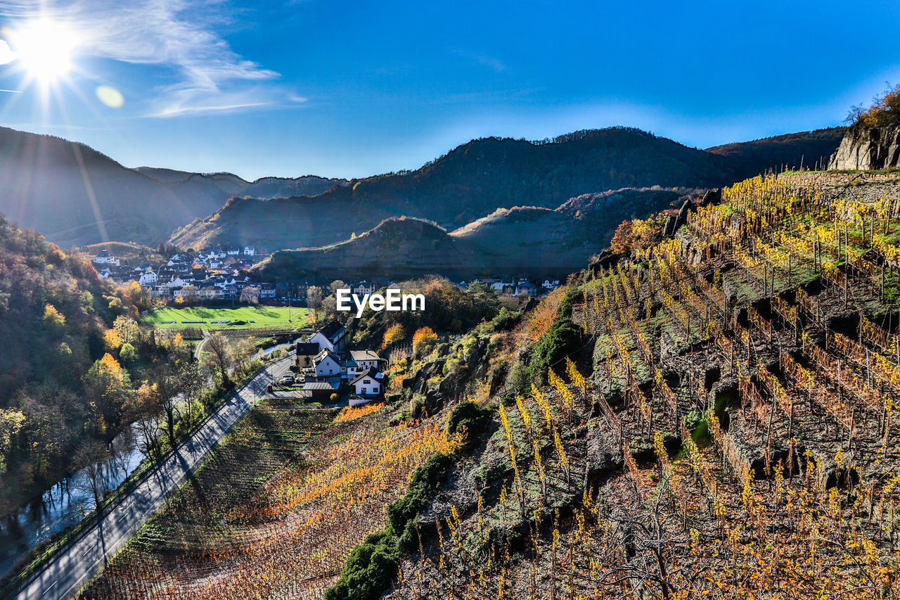 In the vineyards