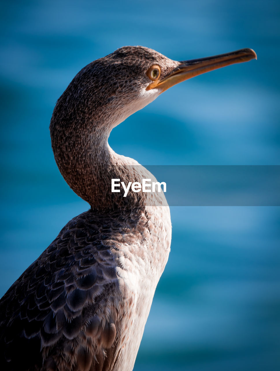 Close-up of a bird