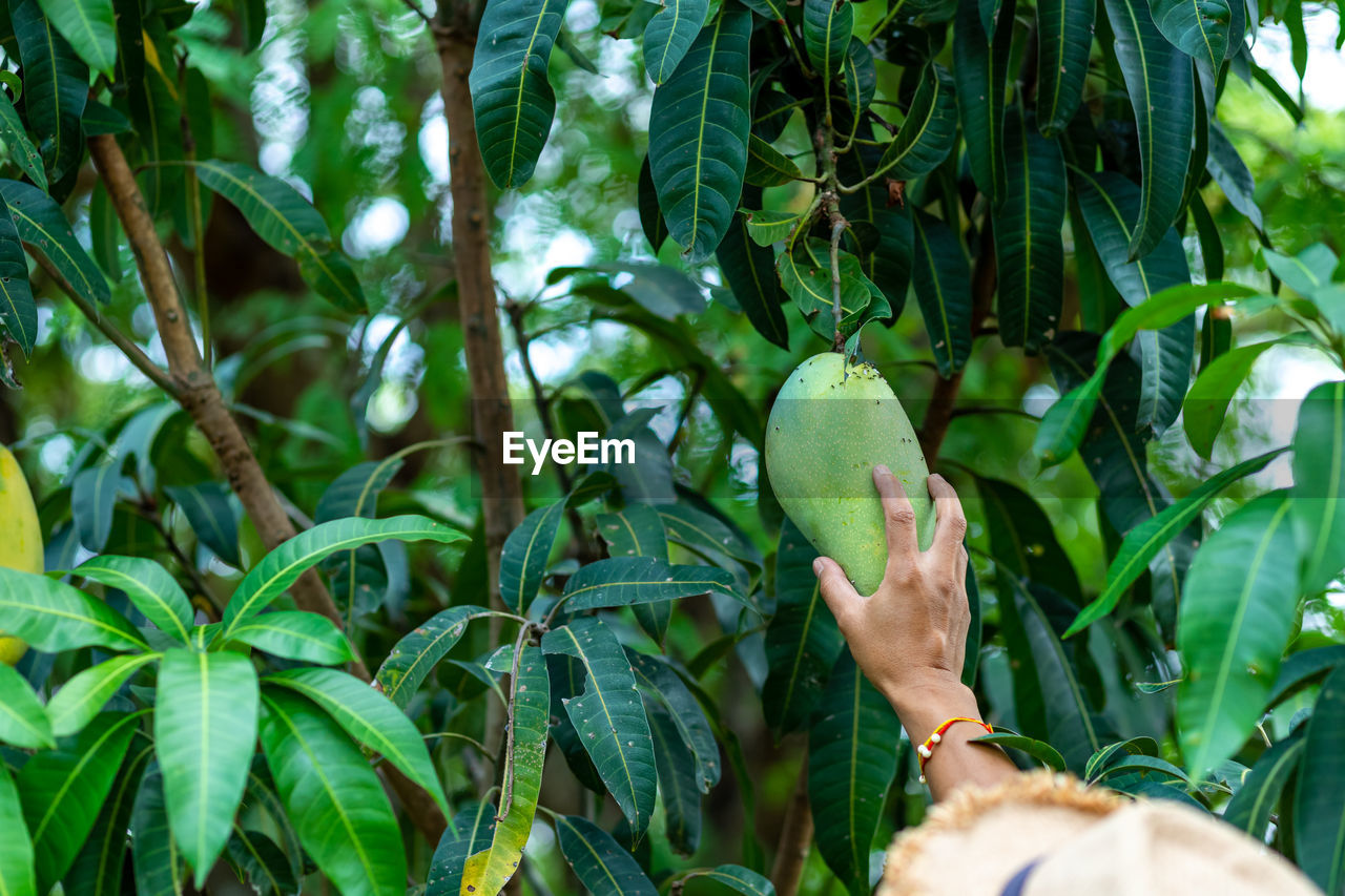 CLOSE-UP OF FRUIT ON TREE