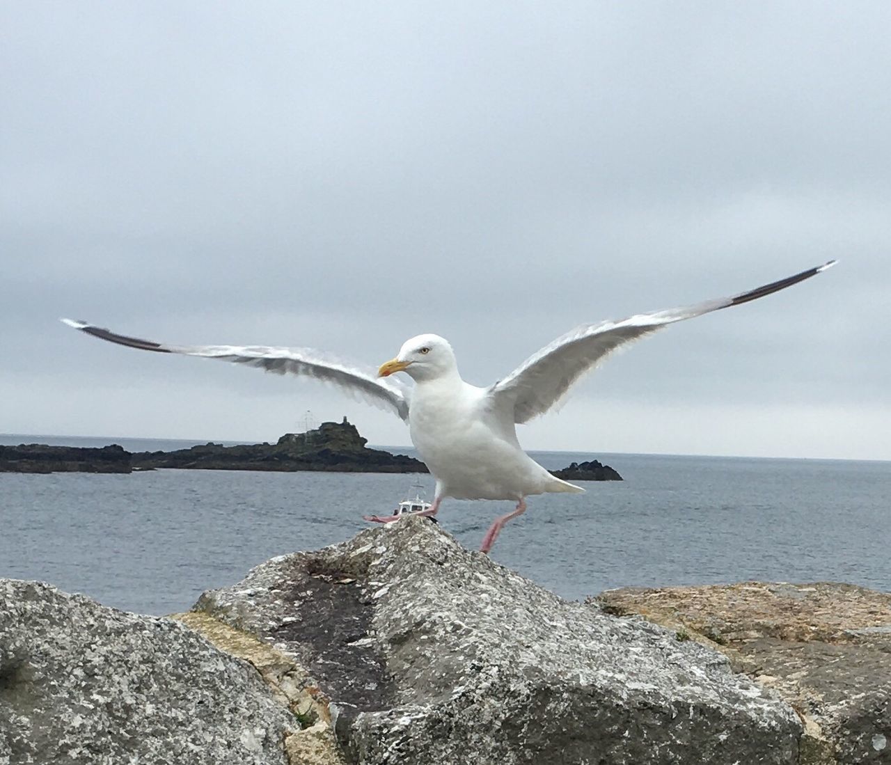 SEAGULL PERCHING ON WATER