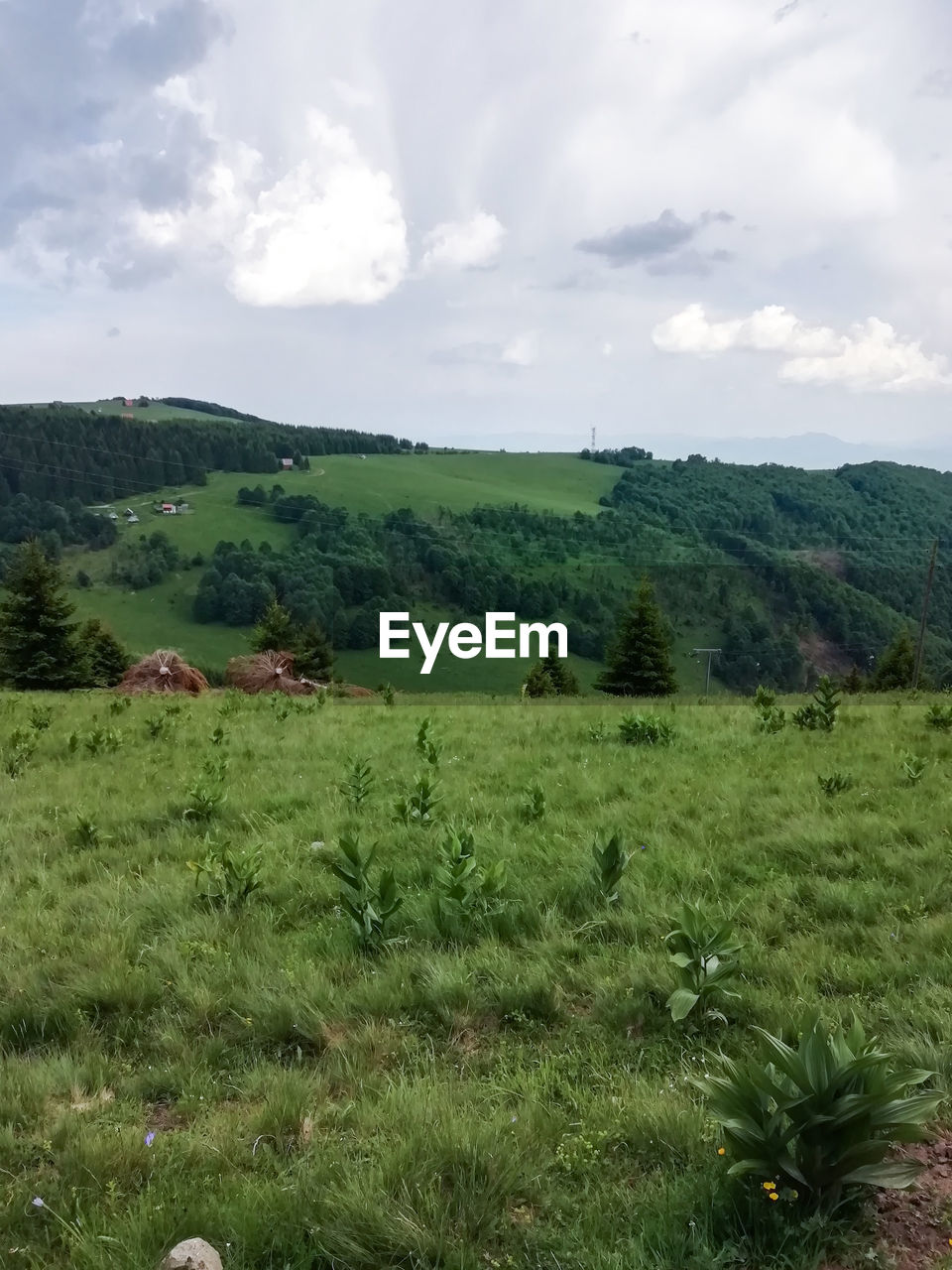 SCENIC VIEW OF GRASSY FIELD AGAINST SKY