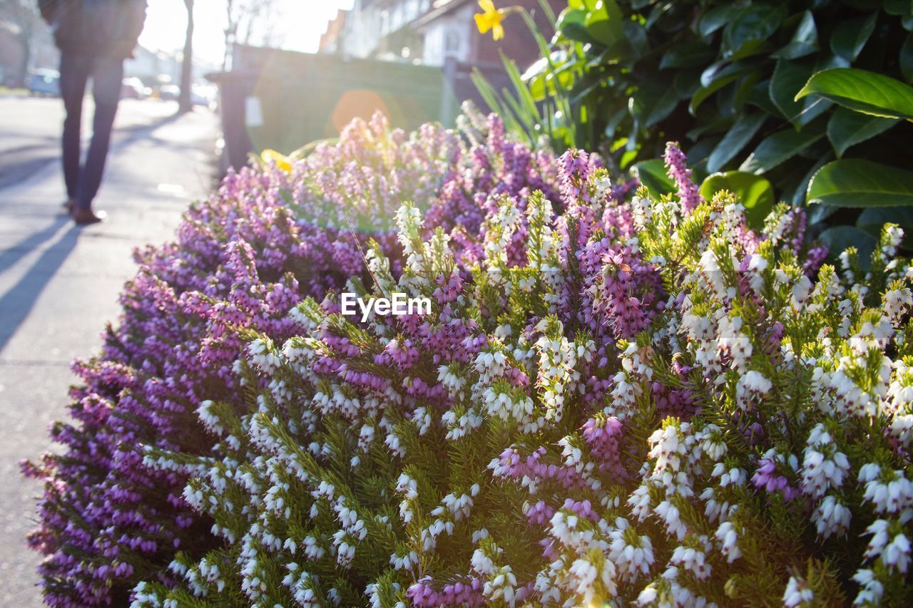 CLOSE-UP OF PINK FLOWERING PLANTS AGAINST TREES