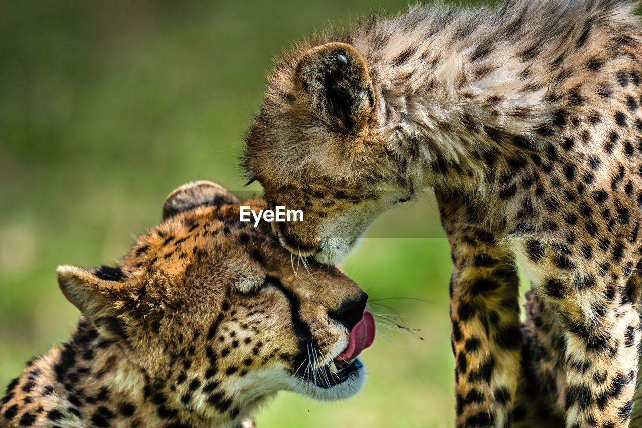 Close-up of a cat cheetah and baby 