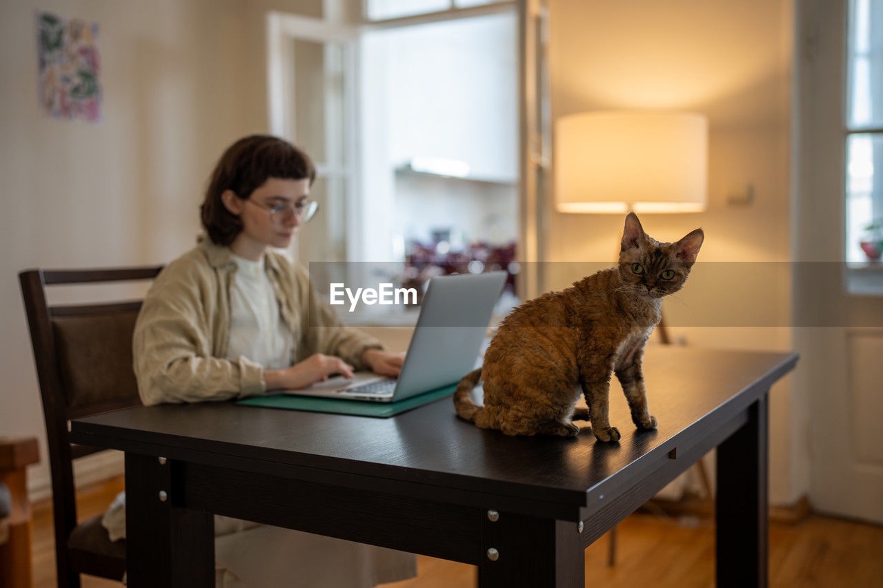 portrait of cat sitting on table at home