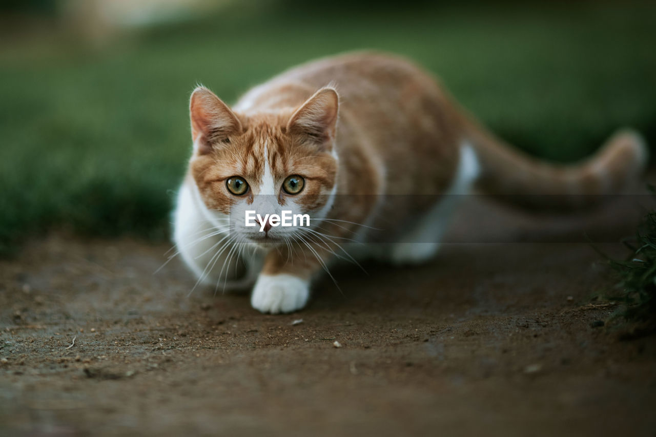 Portrait of cat on field