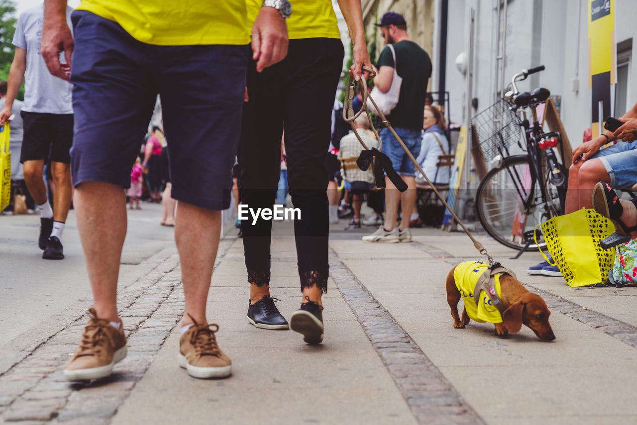 Dog clad in yellow for tour de france