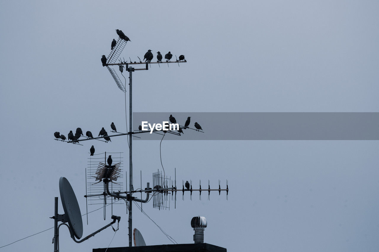 bird, sky, animal themes, animal, communication, nature, no people, wildlife, animal wildlife, antenna, low angle view, weather vane, clear sky, group of animals, silhouette, perching, television antenna, guidance, technology, outdoors, large group of animals, line, architecture, arrow symbol, day, wind