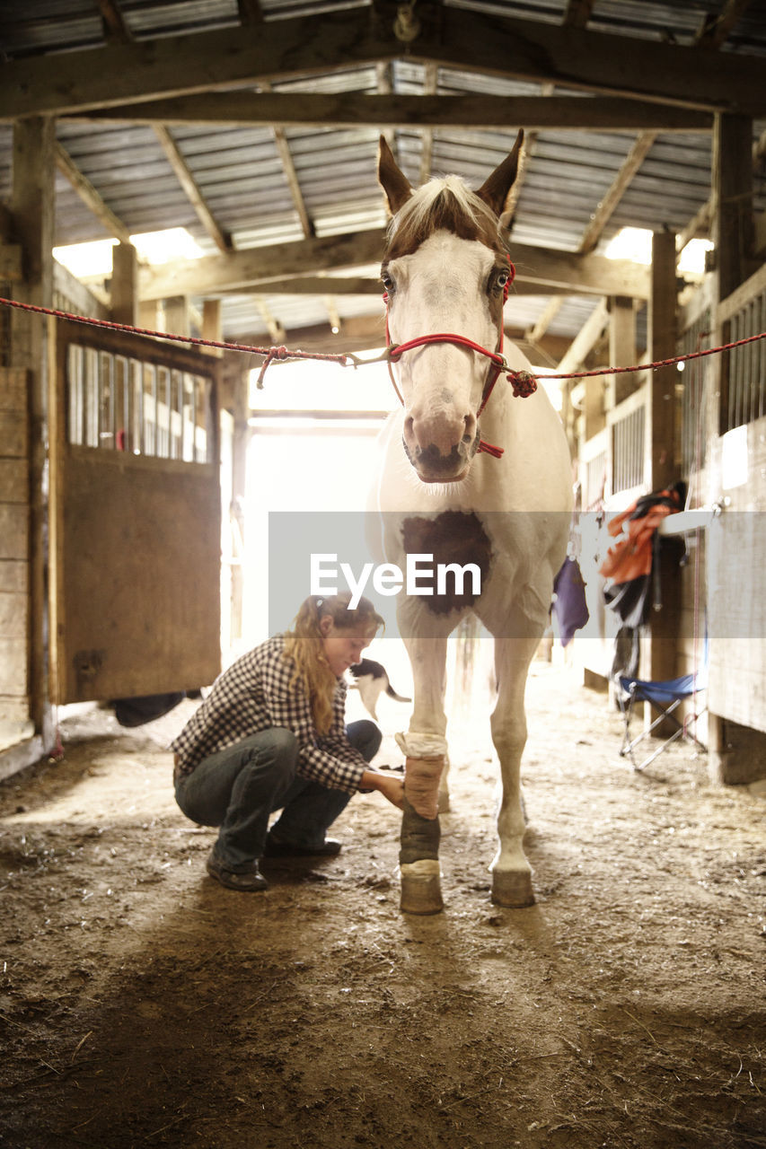 Cowgirl bandaging leg of horse in stable