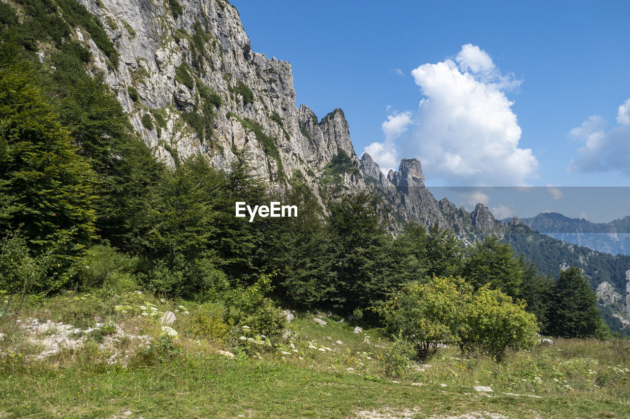 PLANTS GROWING ON LAND