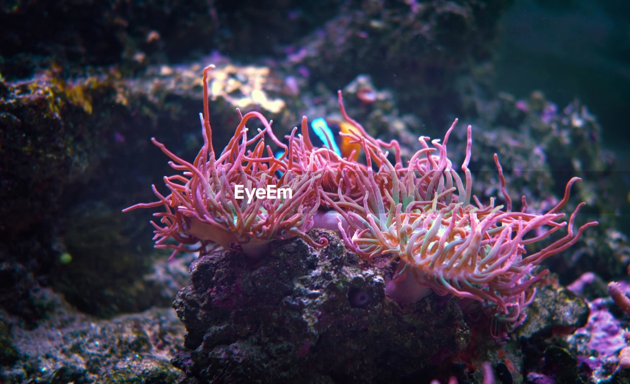 Close-up of coral in sea