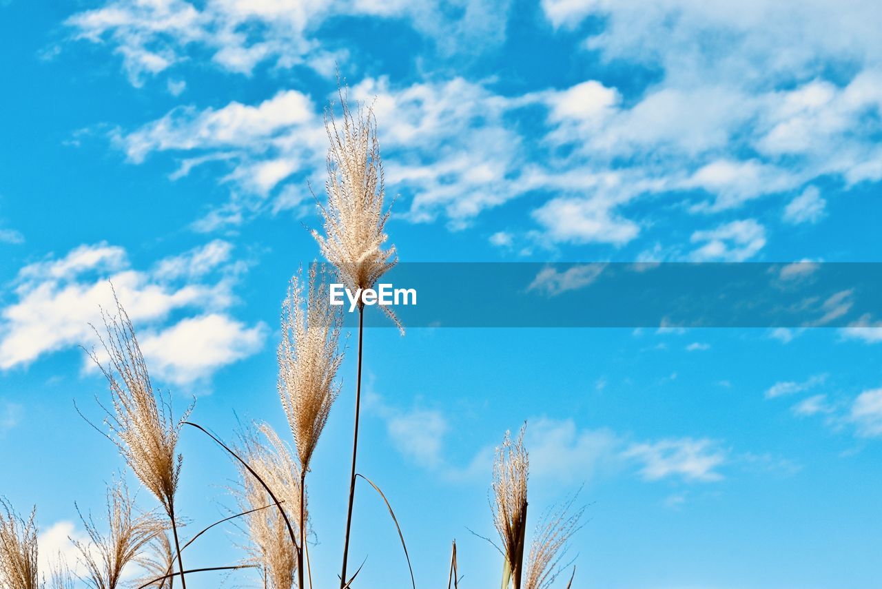 sky, plant, grass, field, cloud, nature, blue, growth, cereal plant, agriculture, crop, landscape, beauty in nature, no people, rural scene, prairie, sunlight, wheat, environment, low angle view, land, tranquility, outdoors, wind, barley, day, scenics - nature, summer, food, tree, food and drink, copy space, tranquil scene, farm, seed, close-up, freshness