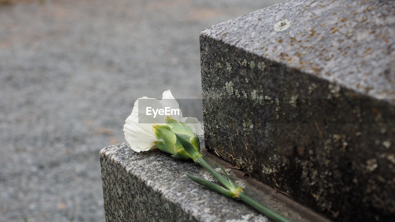flower, flowering plant, plant, green, nature, grave, close-up, freshness, no people, day, tombstone, cemetery, beauty in nature, leaf, fragility, outdoors, focus on foreground, concrete, selective focus, stone material, soil, death, growth, rock, macro photography, stone, yellow, sadness, flower head