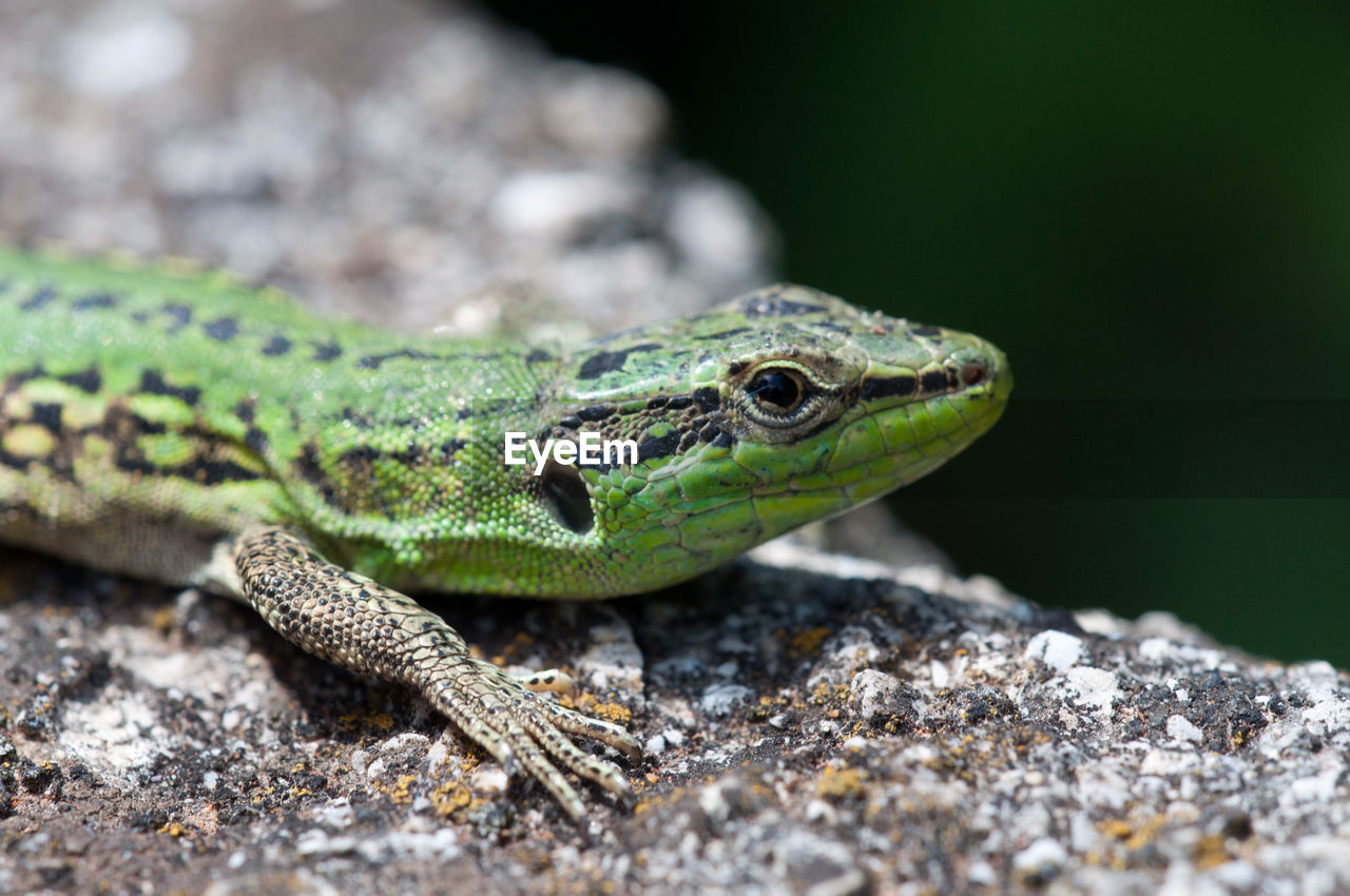 CLOSE-UP OF LIZARD ON ROCKS