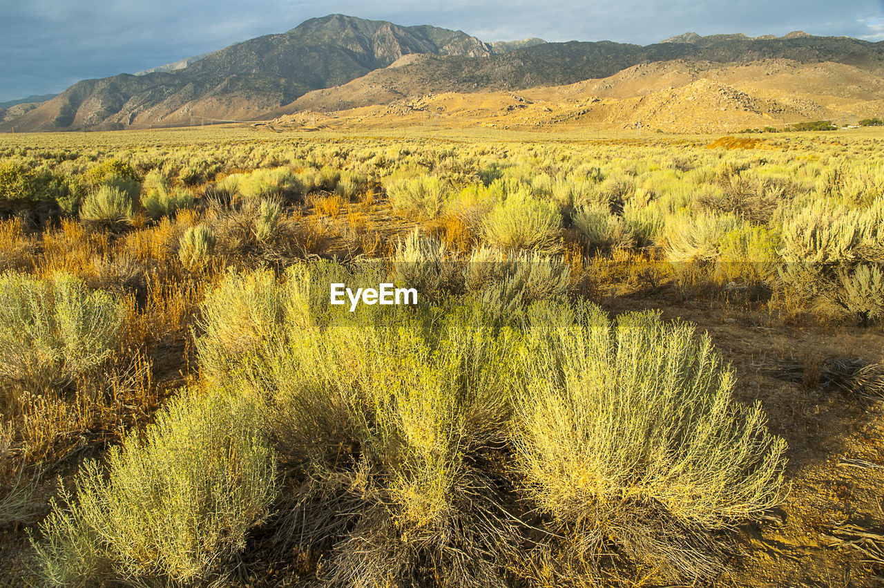 Scenic view of field against mountains in preire, california, usa