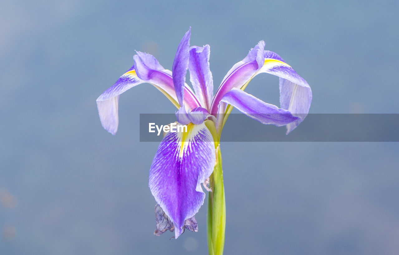 Close-up of purple flower blooming outdoors