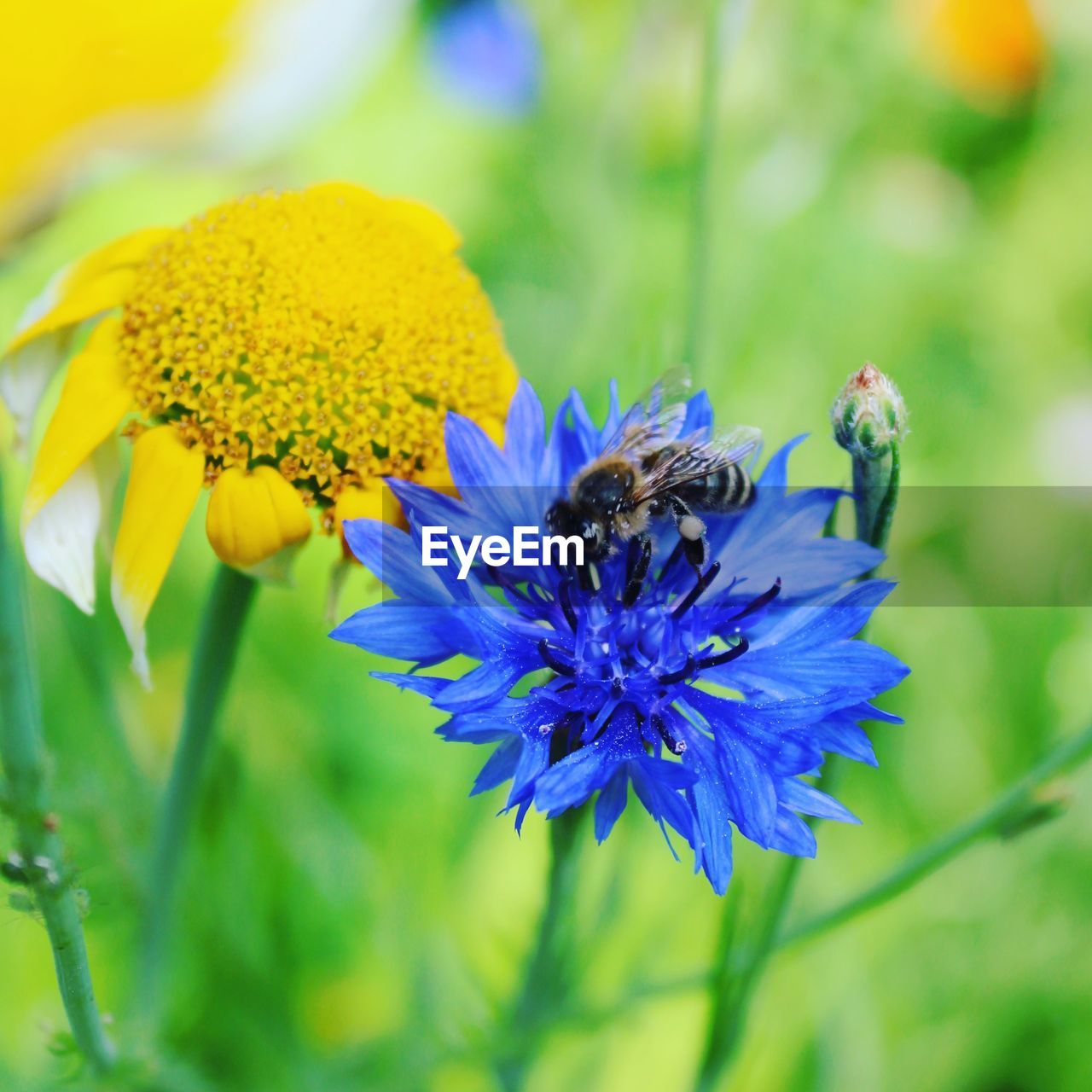 Close-up of bee pollinating on purple flower