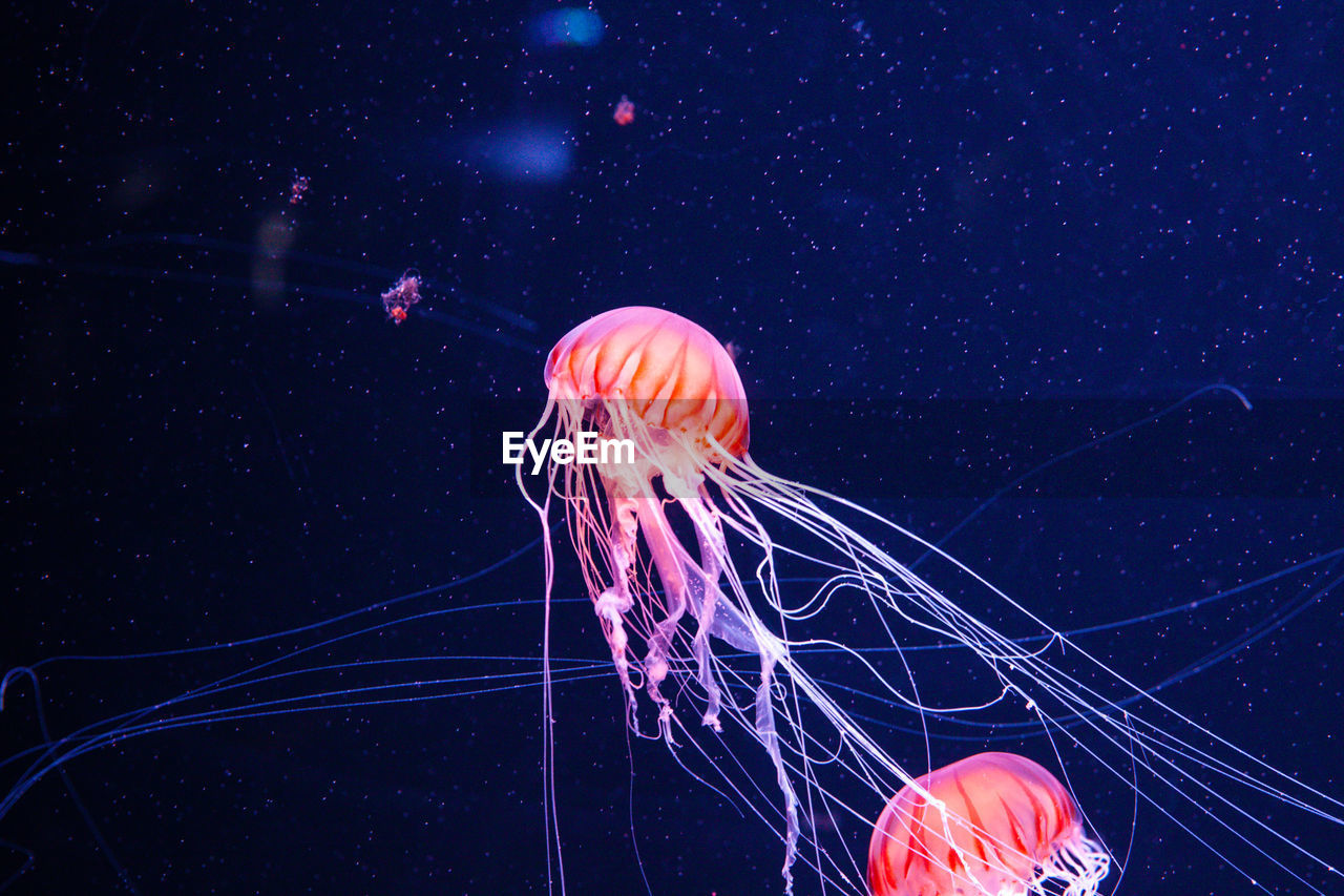 Close-up of jellyfish swimming in sea.colorful and wonderful 