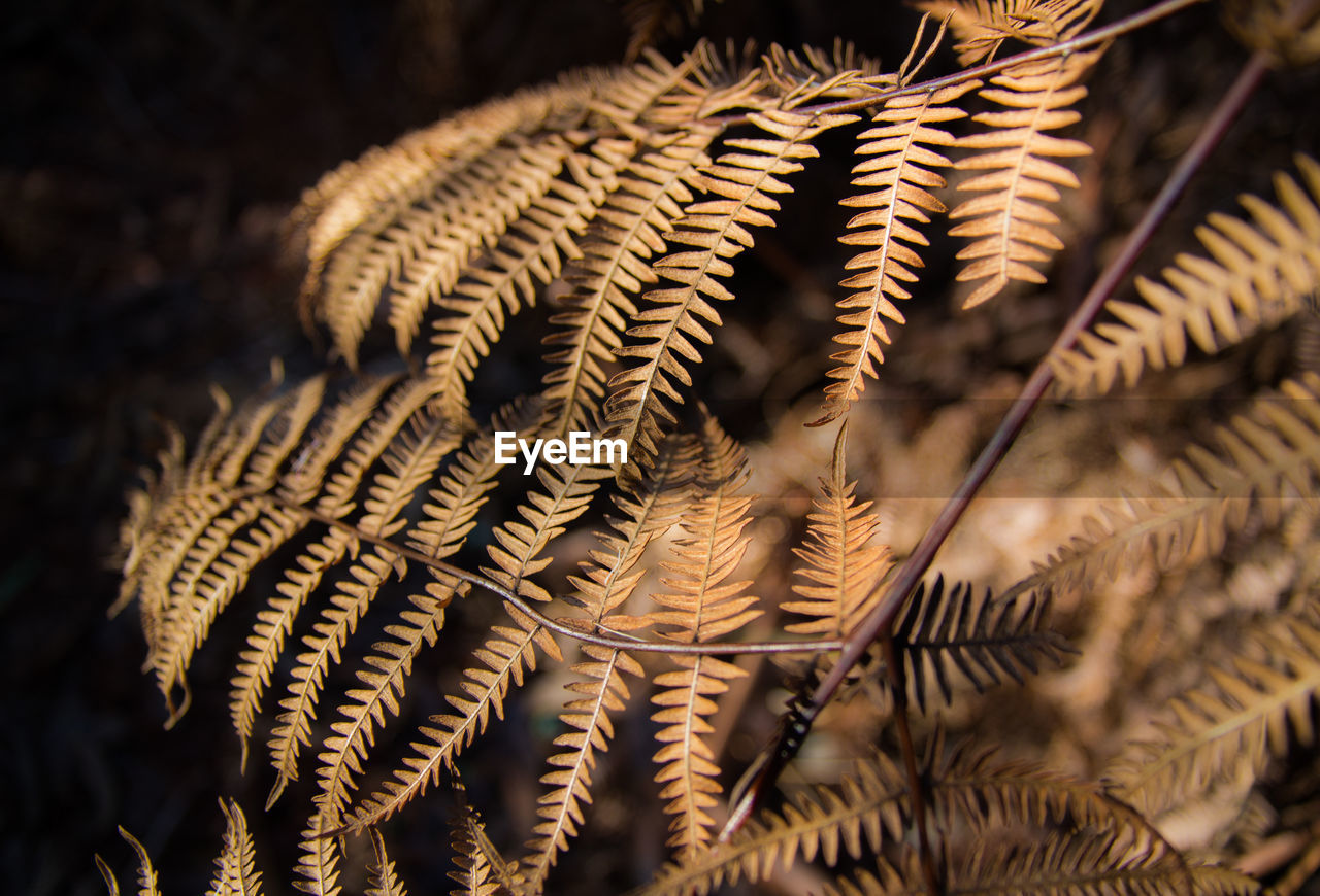 Close-up of fern in winter