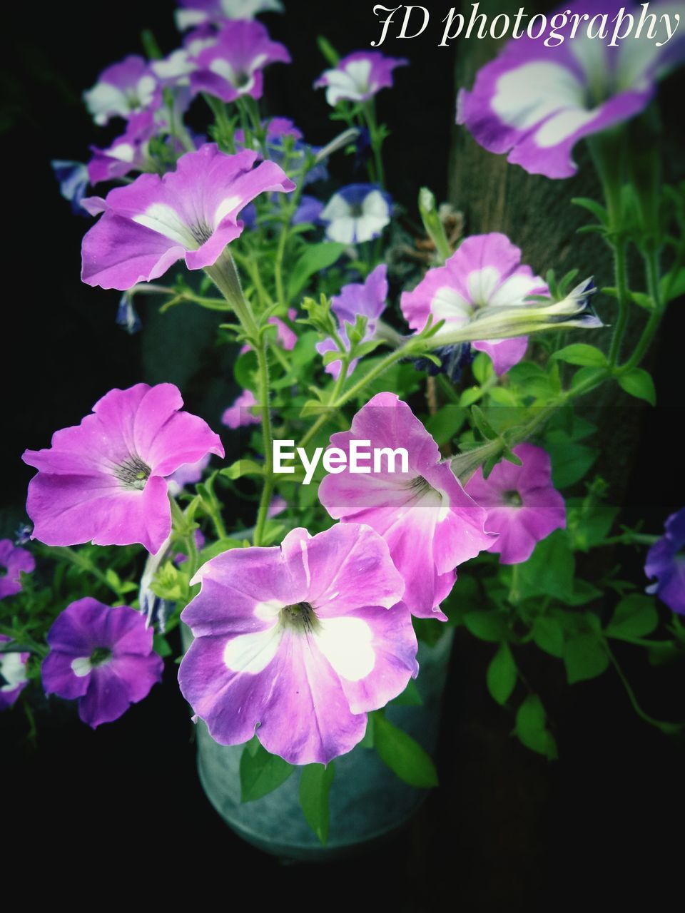 BLUE FLOWERS BLOOMING OUTDOORS