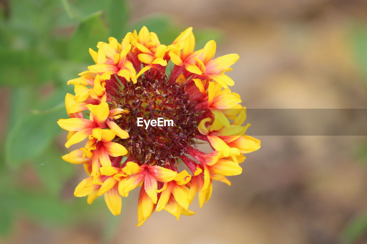 Close-up of honey bee on yellow flowering plant