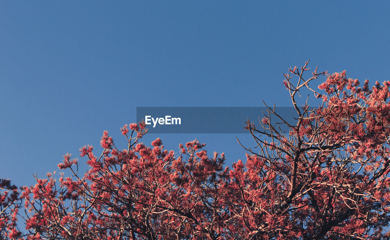 Low angle view of flower tree against clear blue sky