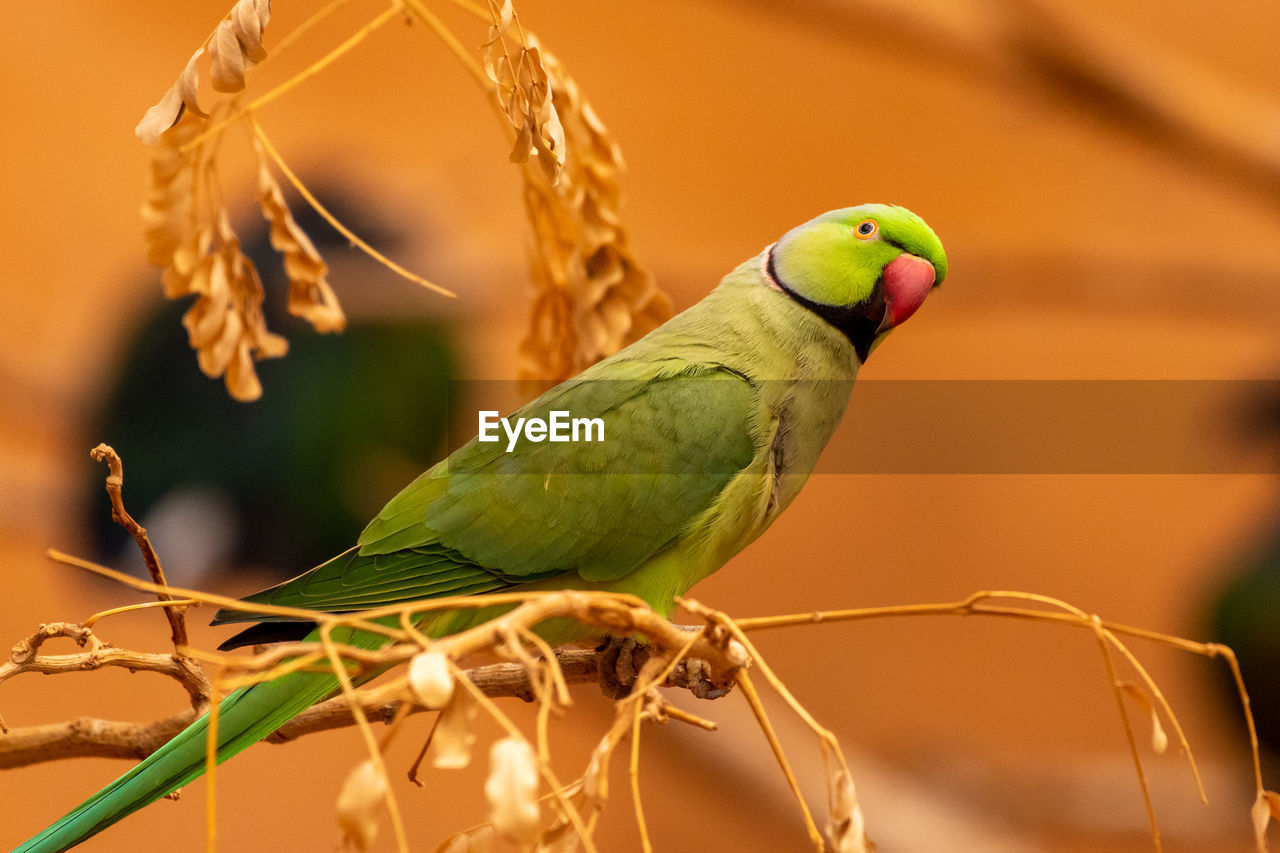 CLOSE-UP OF BIRD PERCHING ON PLANT