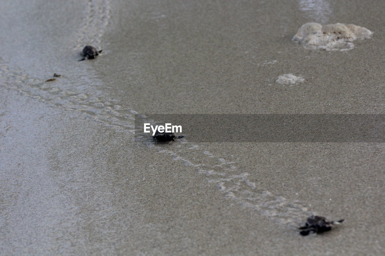 High angle view of sea turtle hatchlings at beach