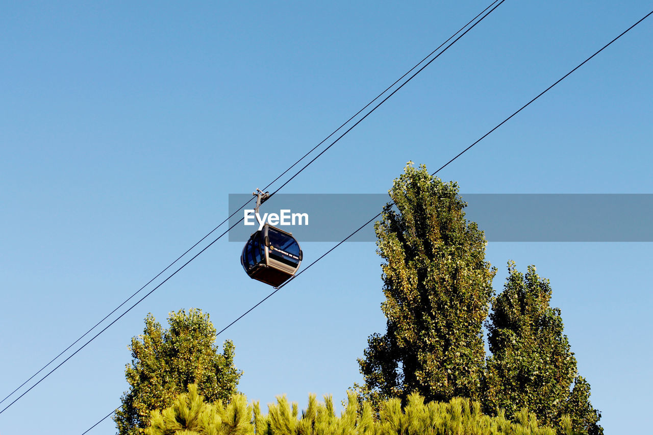 LOW ANGLE VIEW OF TREES AGAINST CLEAR SKY