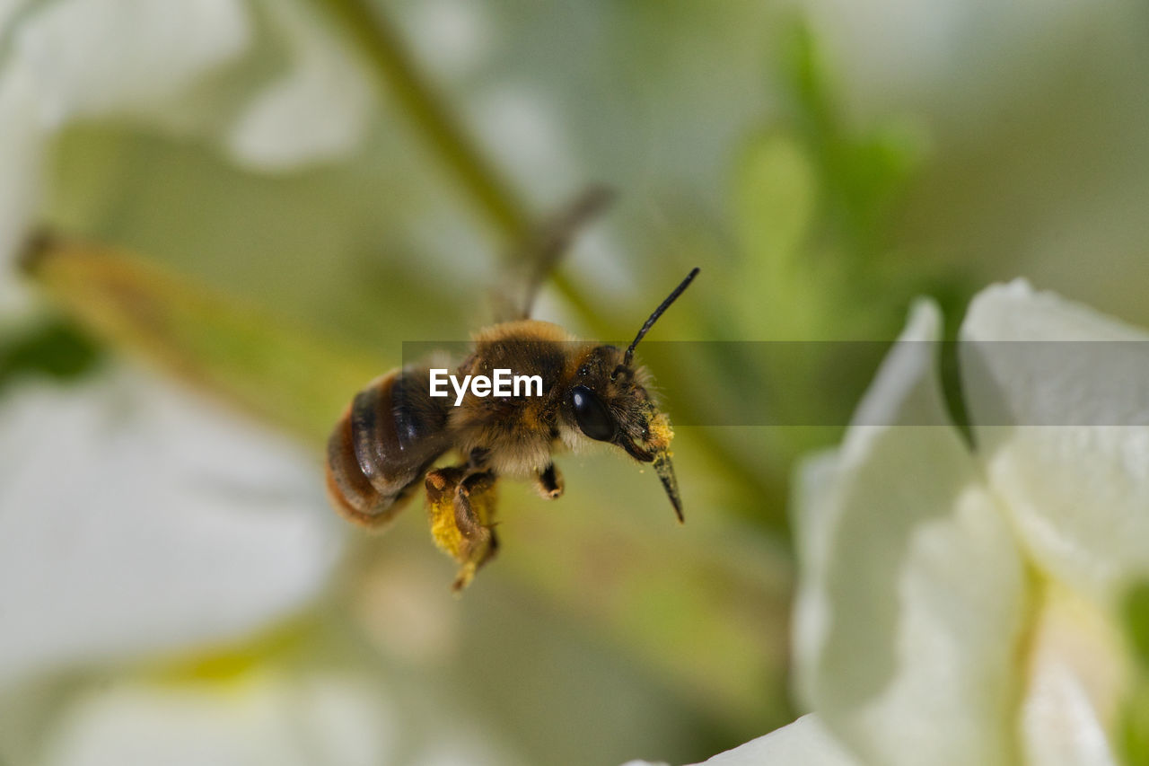 CLOSE-UP OF BEE ON FLOWER