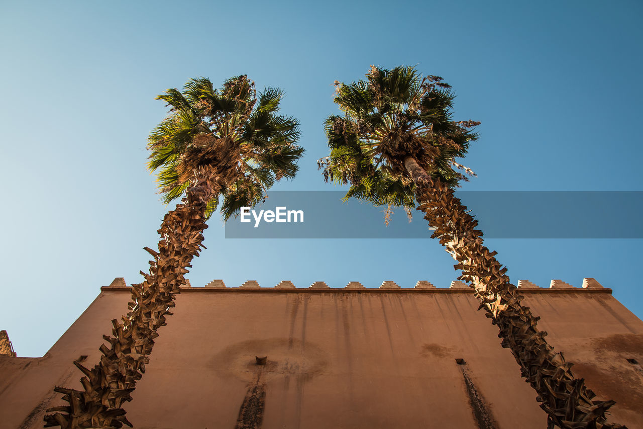 LOW ANGLE VIEW OF PALM TREE AGAINST CLEAR SKY