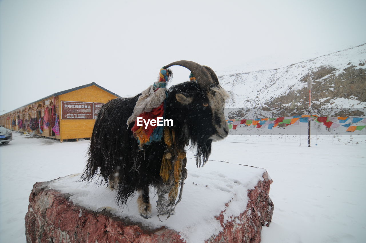 Yak standing on snow covered field against clear sky