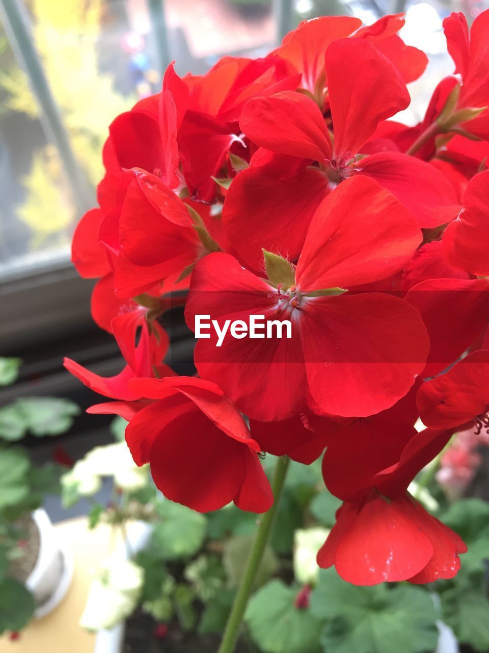 CLOSE-UP OF RED FLOWERS BLOOMING