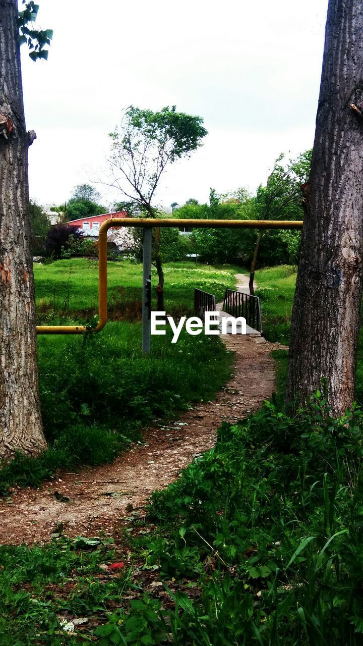 Trees on grassy field