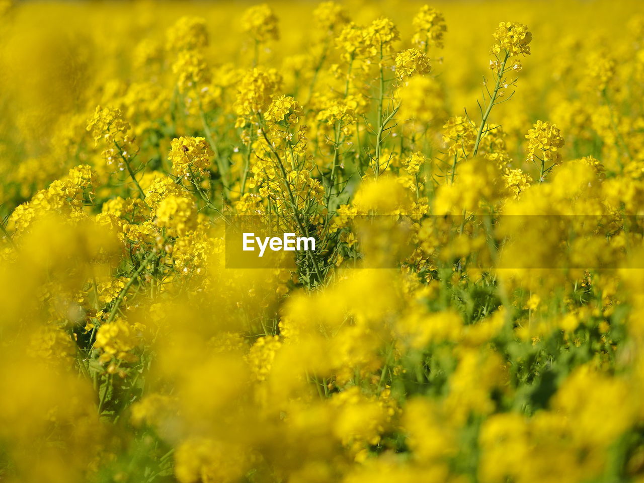 Scenic view of oilseed rape field