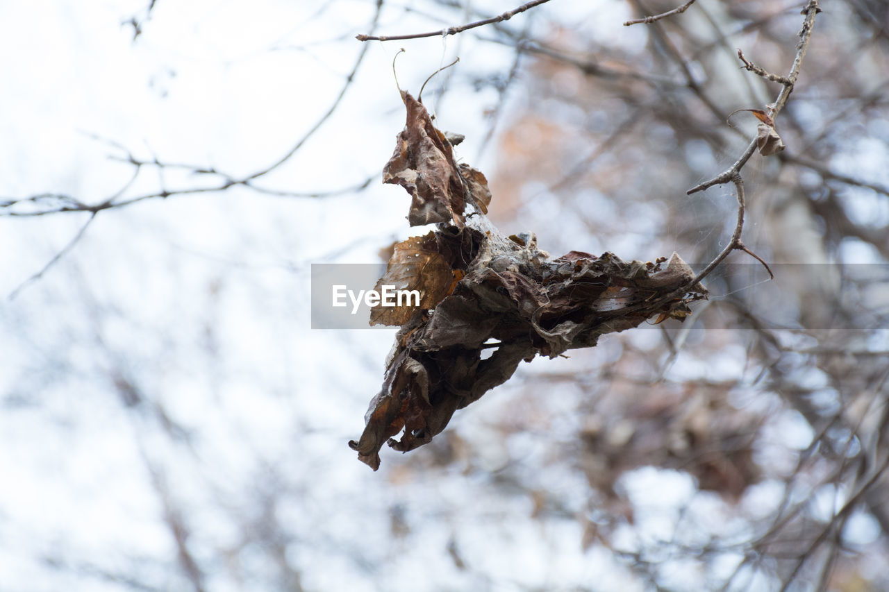 LOW ANGLE VIEW OF DRIED PLANT ON SNOW