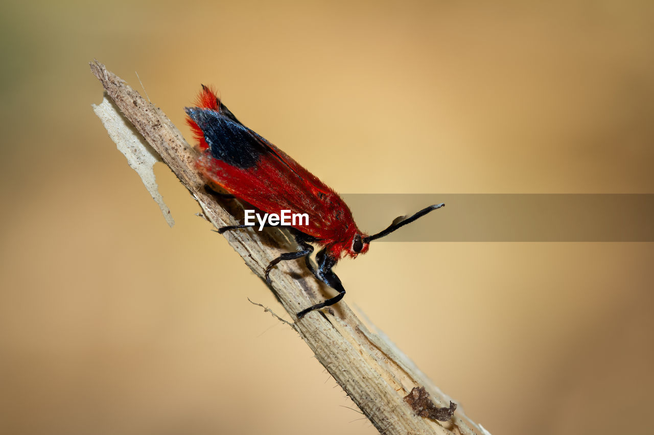 CLOSE-UP OF BUTTERFLY PERCHING ON WOOD