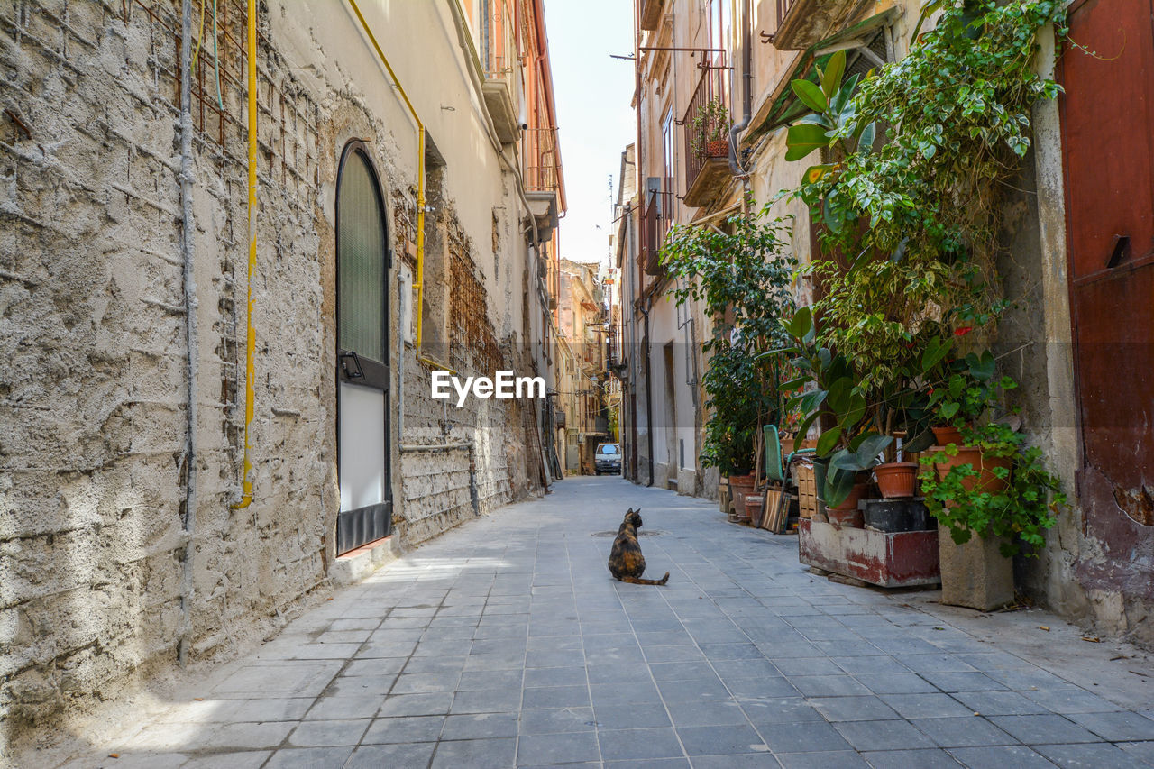 Cat sitting on alley in city