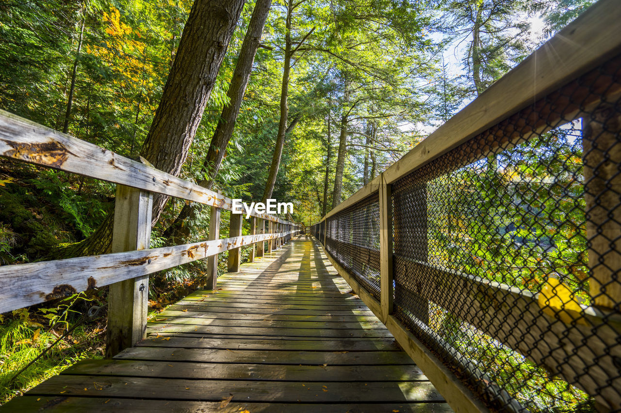 Empty boardwalk amidst trees at forest