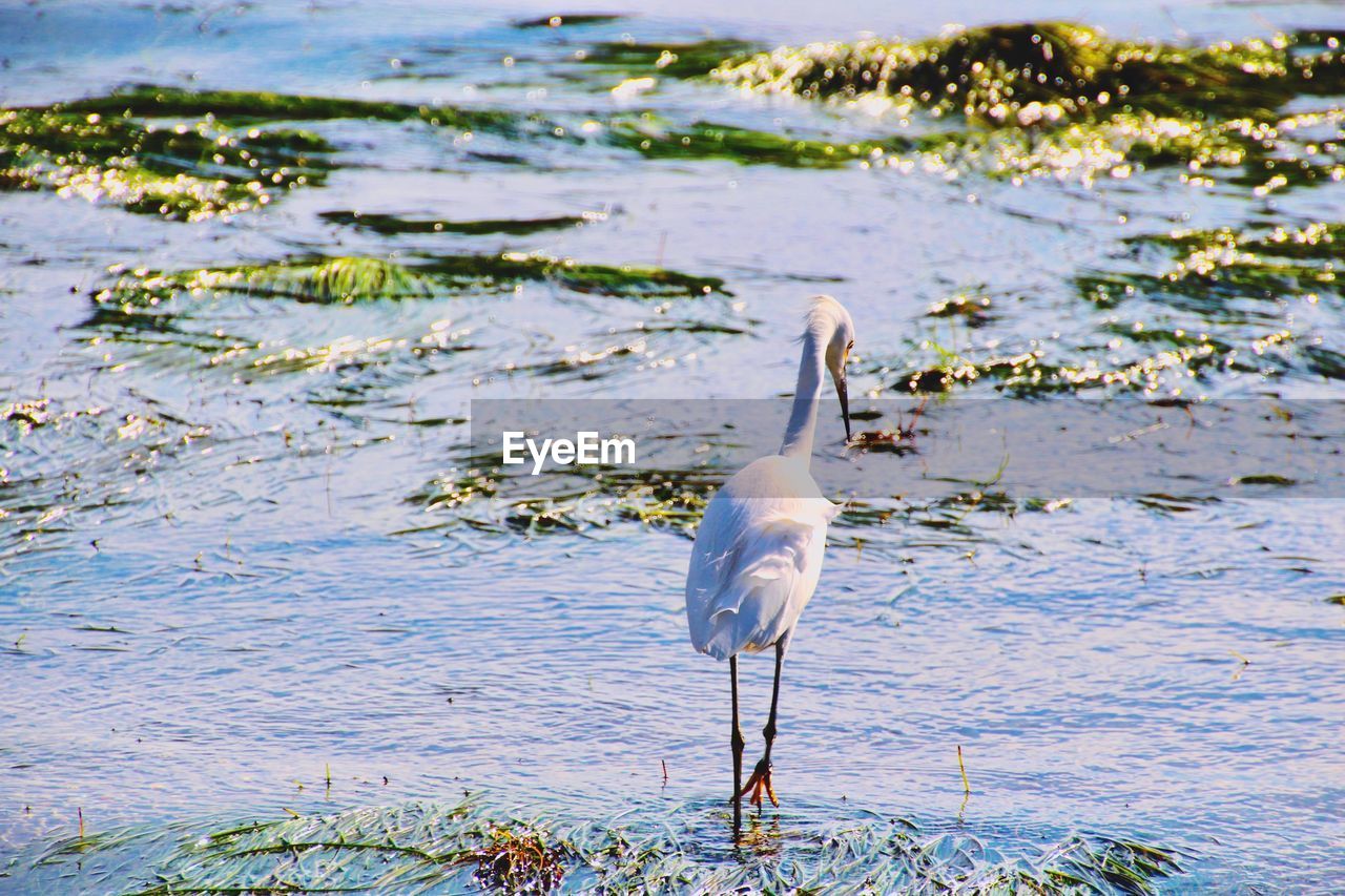 CLOSE-UP OF WHITE HERON IN LAKE