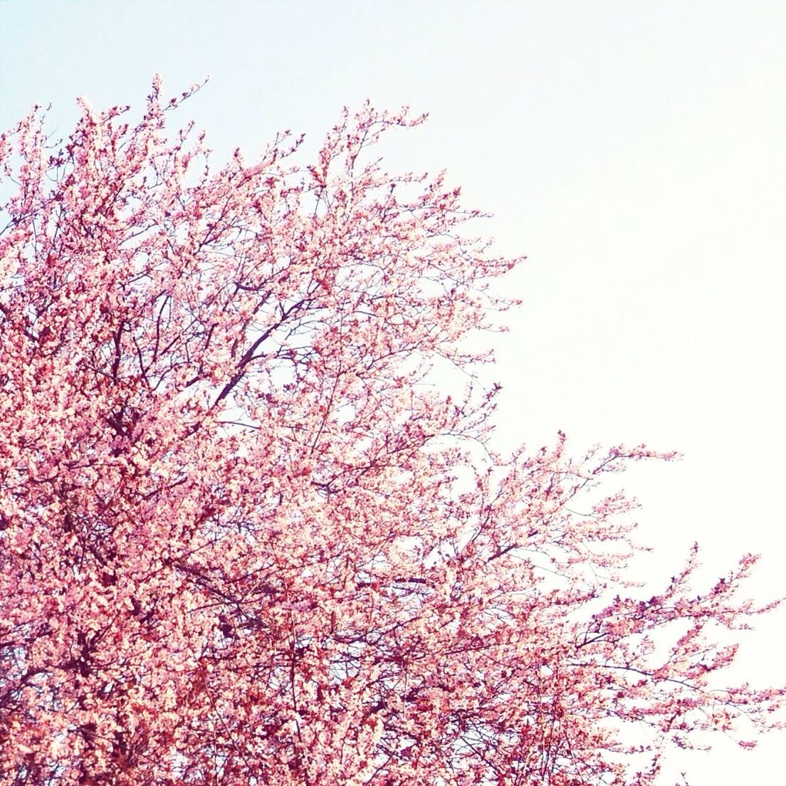 Low angle view of flower tree against clear sky