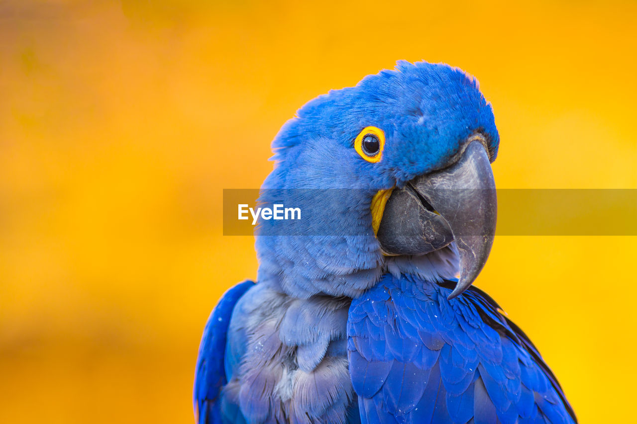 Portrait of big blue parrot hyacinth macaw, or anodorhynchus hyacinthinus. beautiful rare blue bird.