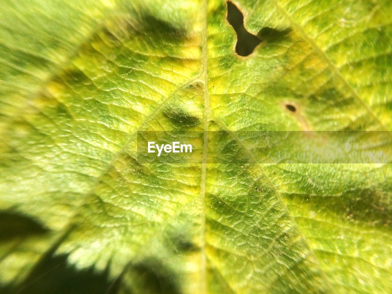 Full frame shot of leaves