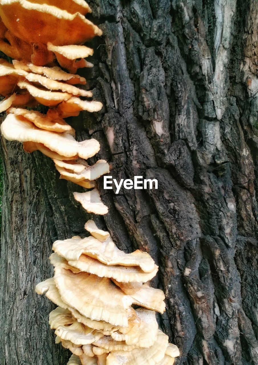 CLOSE-UP OF MUSHROOMS GROWING ON TREE TRUNK