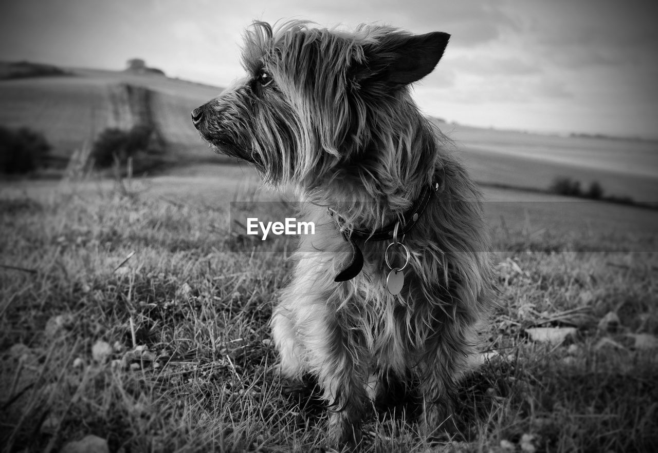 Close-up of dog on field