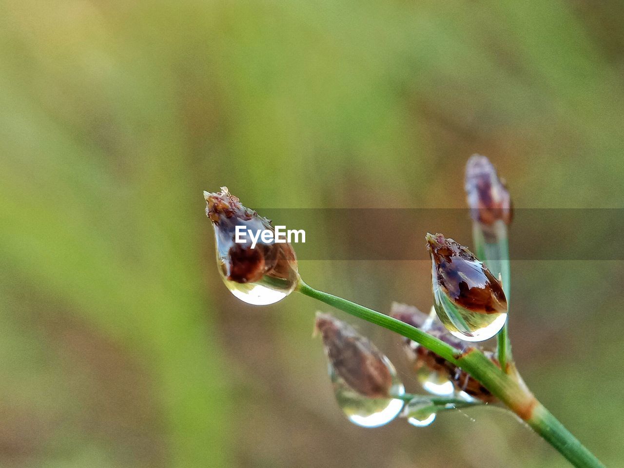 Close-up of waterdrop on plant