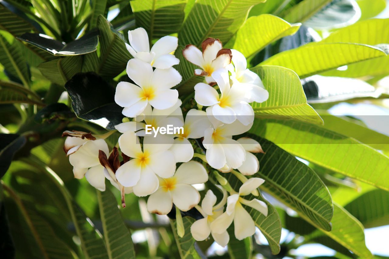 CLOSE-UP OF WHITE FLOWERS BLOOMING OUTDOORS