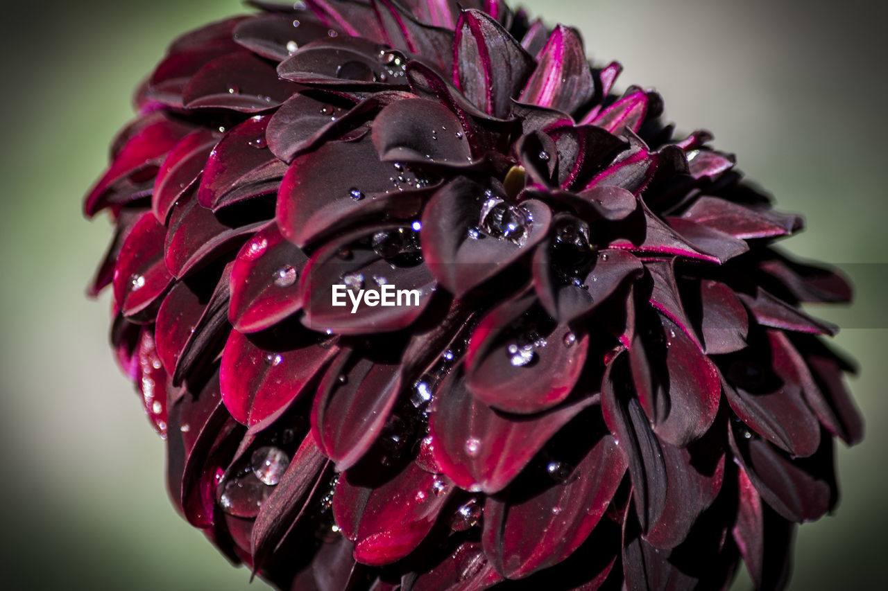 Close-up of wet red dahlia flower blooming at park