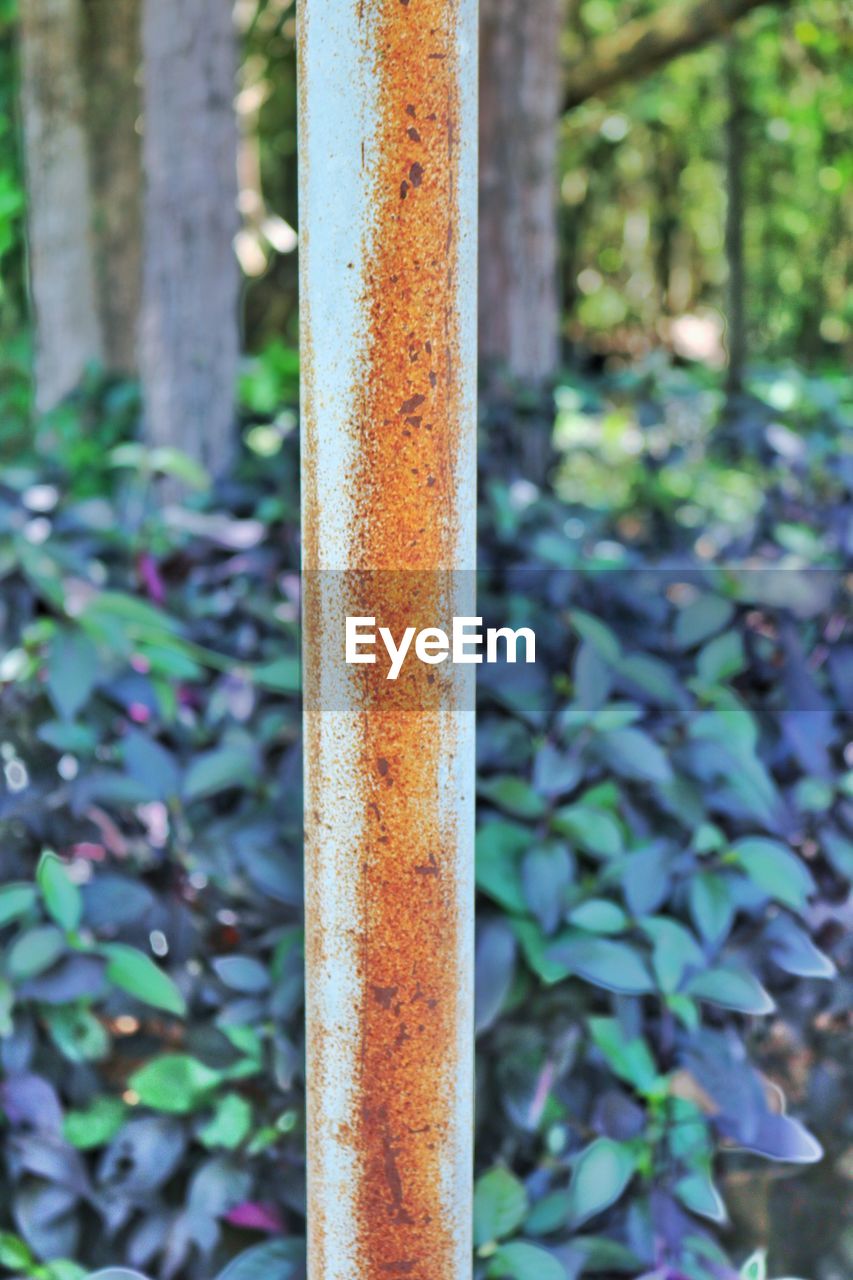 CLOSE-UP OF RUSTY METAL IN FOREST