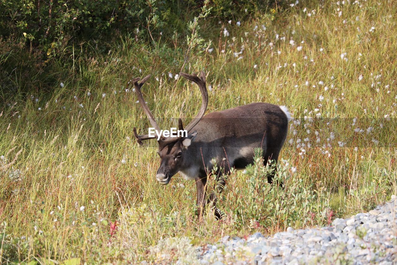 DEER IN FOREST